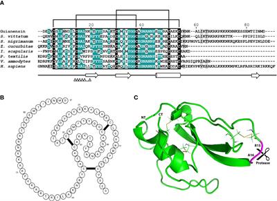 Guianensin, a Simulium guianense salivary protein, has broad anti-hemostatic and anti-inflammatory properties